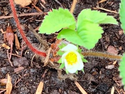 strawberry flower 2